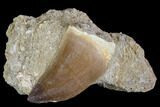 Mosasaur (Prognathodon) Tooth In Rock - Nice Tooth #105835-1